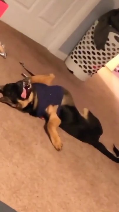 Funny German shepherd funny dogs 🤣🤣🤣🤣🤣🤣🤣🤣🤣🤣🤣🤣🤣follow me on daily motion short video