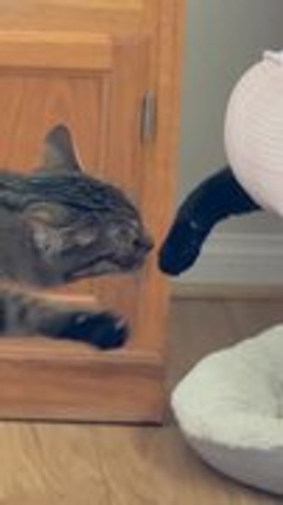 Mischievous Cat Keeps Bothering Her Sister