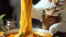 Chef Cat Cooks Spaghetti Like a Pro 😻🍝✨