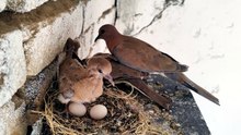 Peaceful Dove Nest Sounds For Relaxation your day