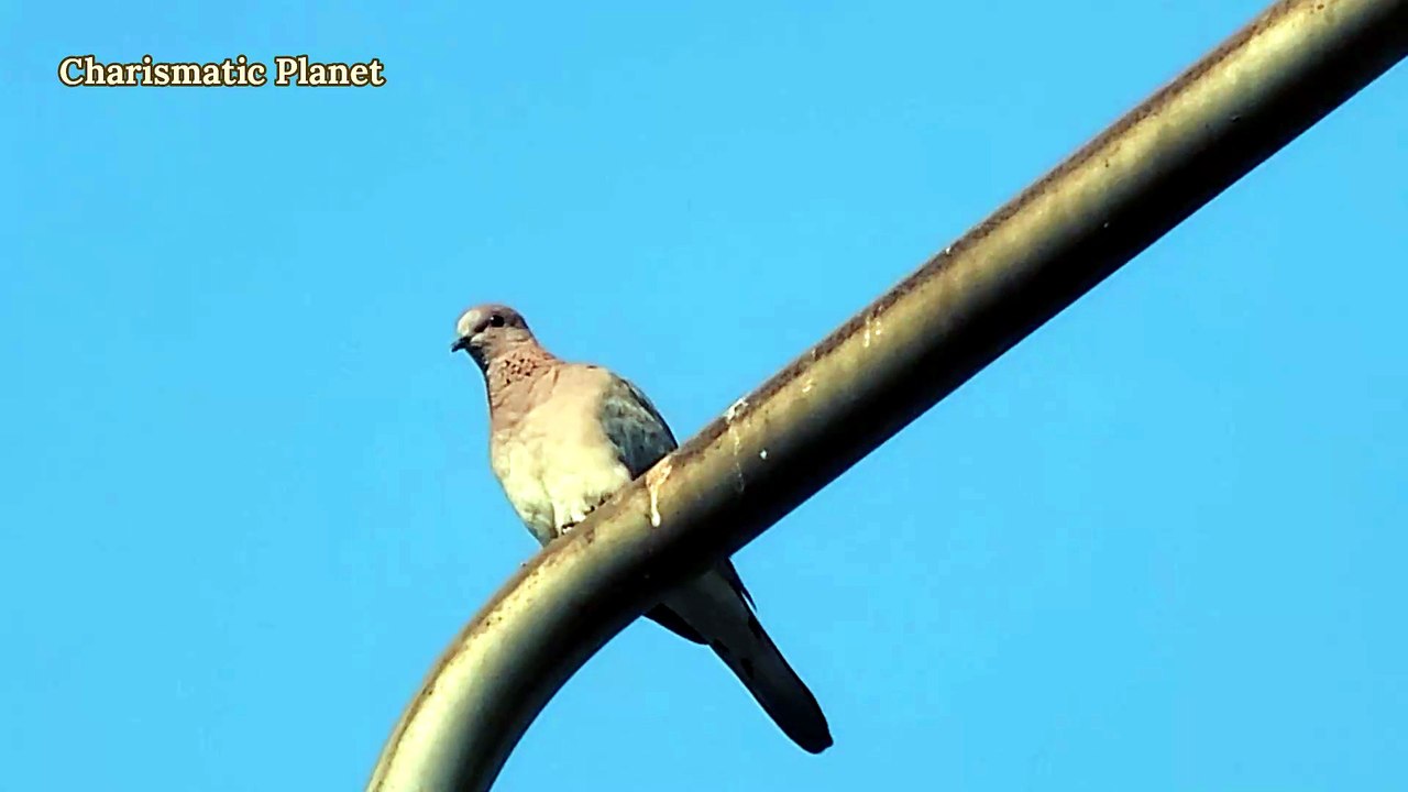 Beautiful Dove Calling Sound