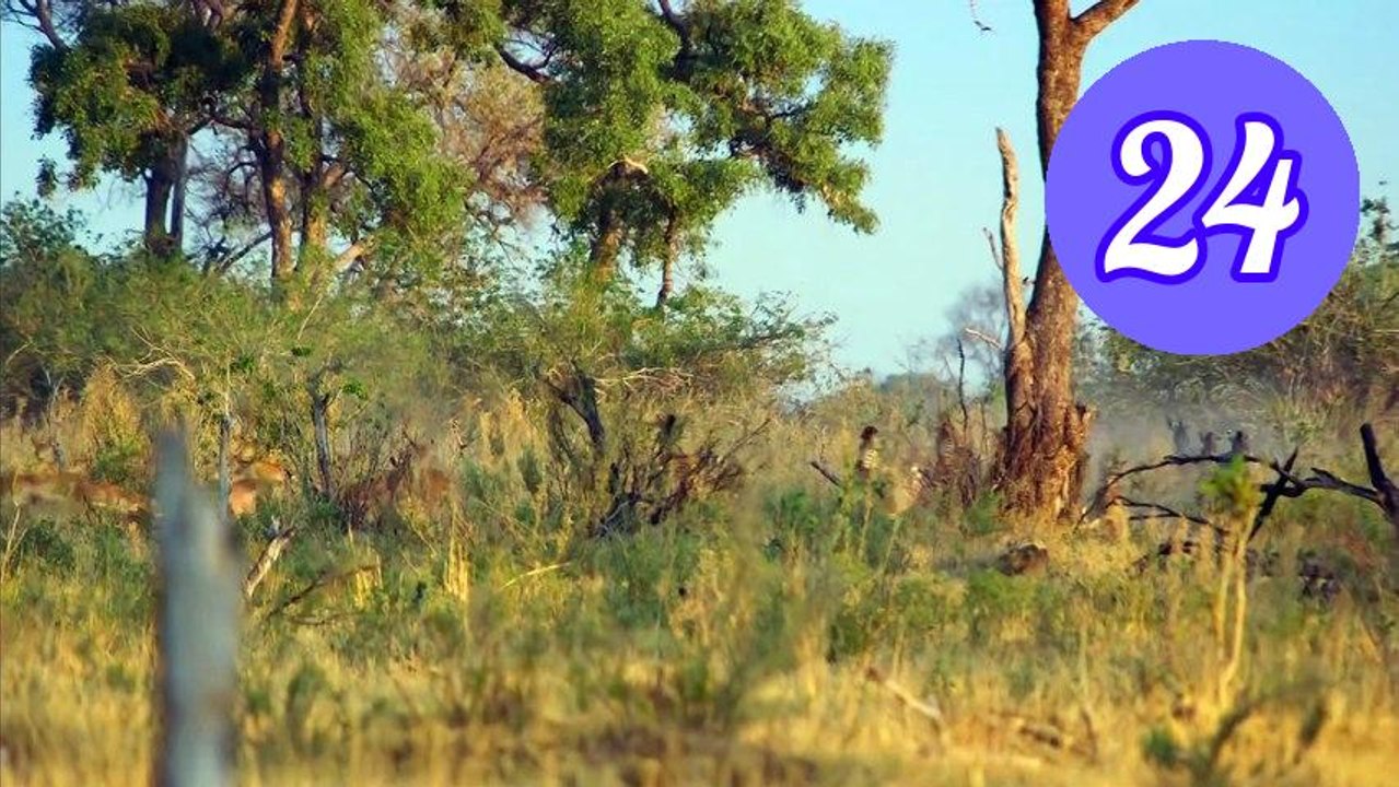 Big Cats 24 7 S02E04 Reunion Episode 24 Engsub
