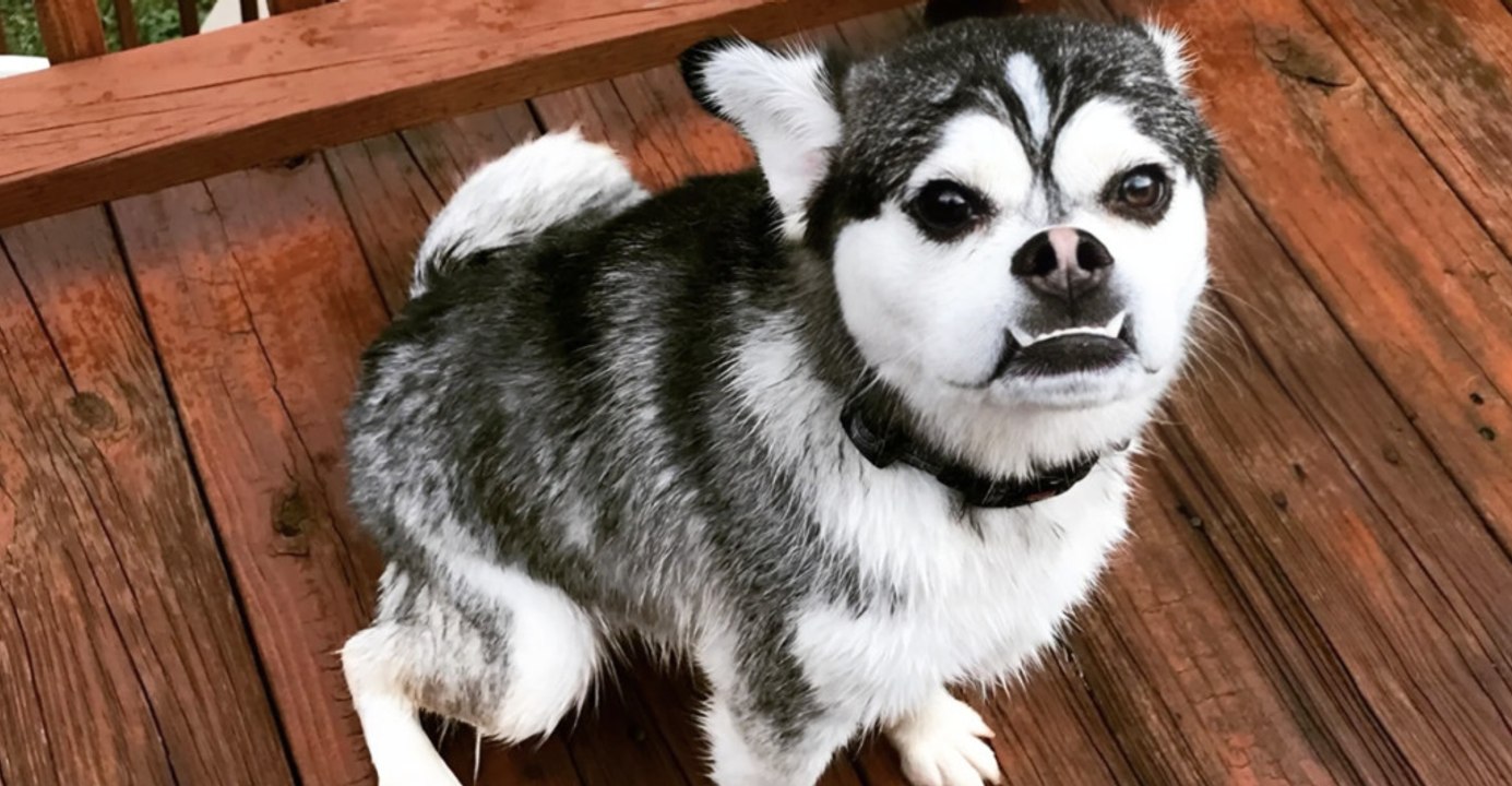 Eight Crossbreed Dogs Bound to Win Your Heart