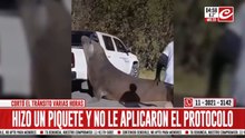 El piquete menos pensado: elefante marino interrumpió el tránsito por varias horas
