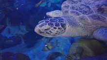 Moe the turtle marks fiftieth birthday in Birmingham