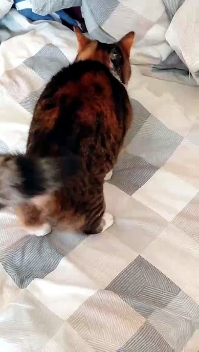 Still searching for the perfect sleeping position 🐾 #cat #catlovers #funnycats