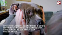84 Prozent der Hunde leiden unter Angstzuständen