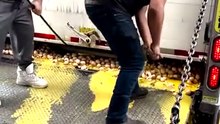 Ce conducteur a eu un gros problème avec son chargement d'oeufs...