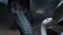 a serpent never forgets chinese drama / The Secret Snake Guardian