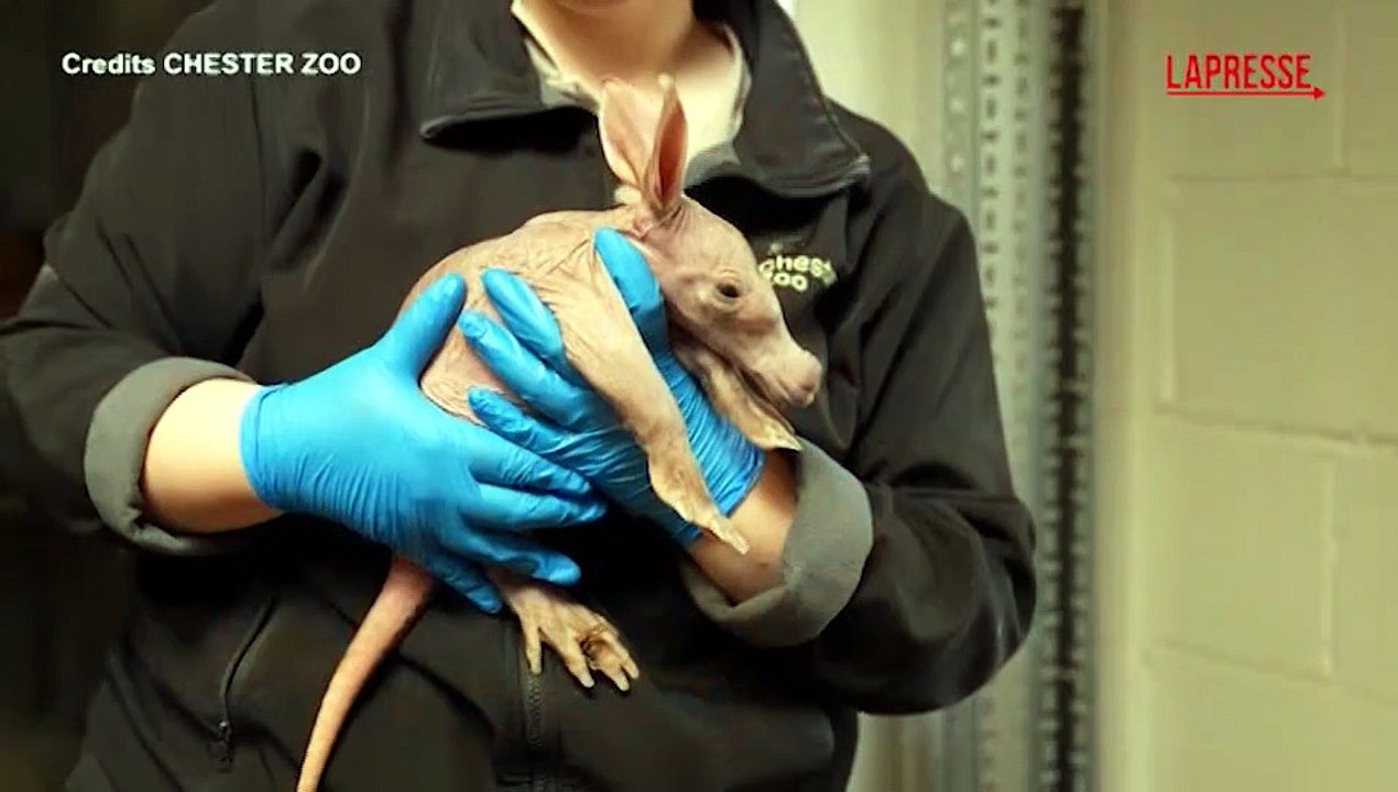 Regno Unito, il nuovo piccolo protagonista dello zoo di Chester ? un raro cucciolo di oritteropo