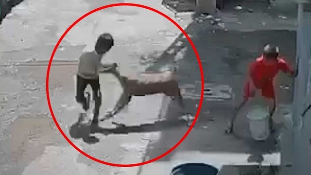 सूरत में आवारा कुत्तों का आतंक