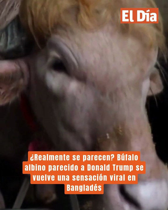 ¿Realmente se parecen? Búfalo albino parecido a Donald Trump se vuelve una sensación viral en Bangladés