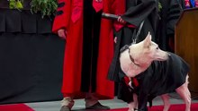 "Nunca esquecerei". Cão de assistência recebe diploma em formatura