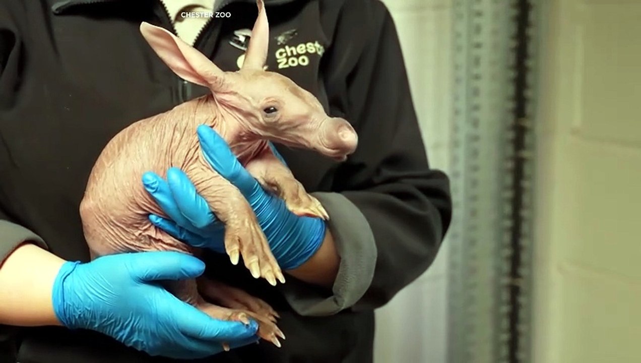 Seltenes Erdferkel kommt im Chester Zoo zur Welt