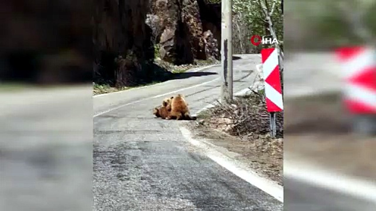 Anne Ayı Yavrusunu Böyle Emzirdi!