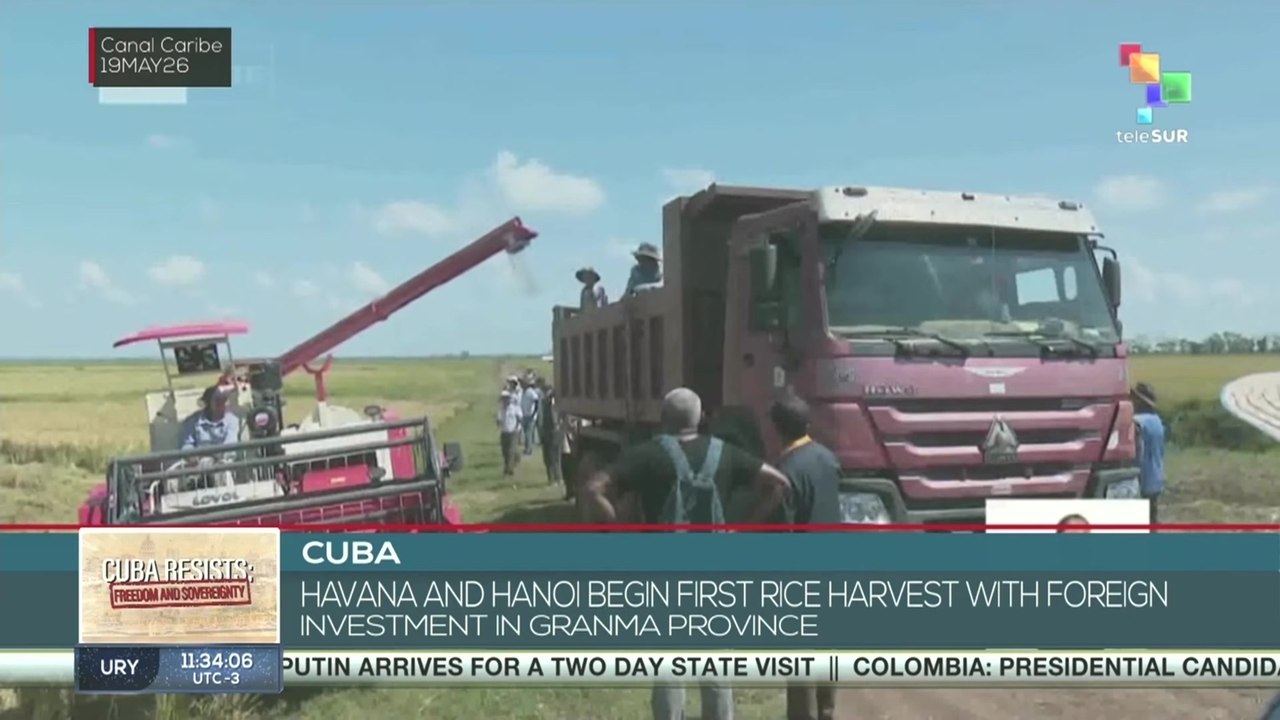 Cuba | Havana and Hanoi begin first rice harvest with foreign ...