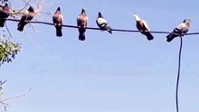 Peaceful Pigeons on the Wire 🕊️