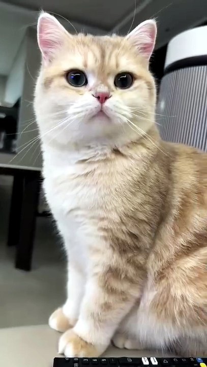 Cute Cat 🙀
