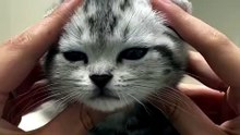 What do think about "cats".