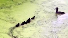 Mother Duck Disappears Every 5 Seconds — Ducklings Are Confused!