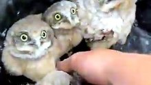 Baby Owls Returned to Their Burrow 🦉