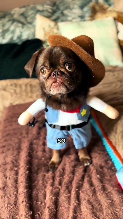 Pug kingdom bulletin