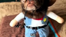 Pug kingdom bulletin