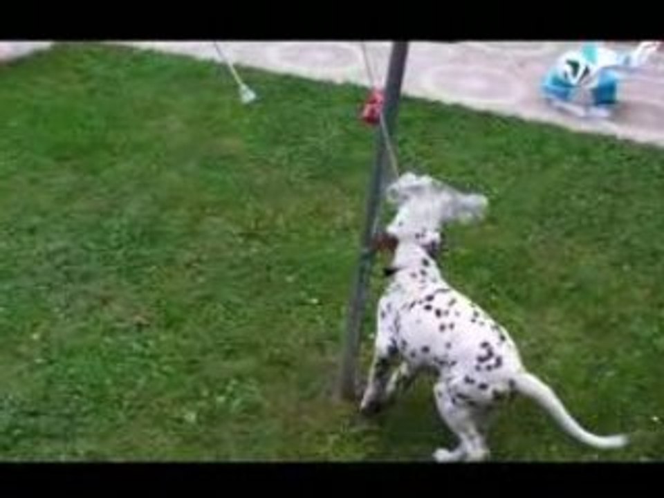 Disney chiot dalmatien joue dans le jardin