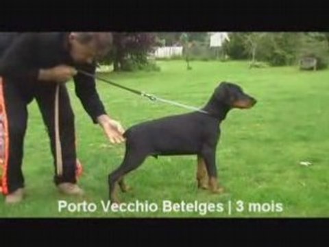 Doberman du Chemin des Noues