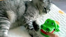 Hilarious Cat Compilation 2025 - Toilet Paper, High Shelf & More! 🐱