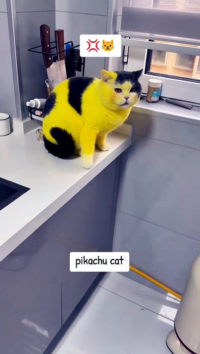 pikachu cat