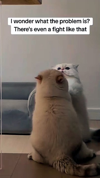 cats fighting