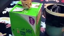 Cat in confined spaces
