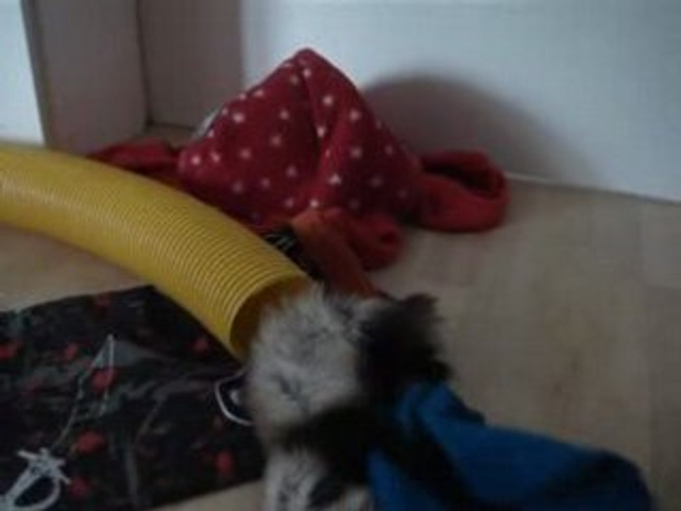 Indy en action