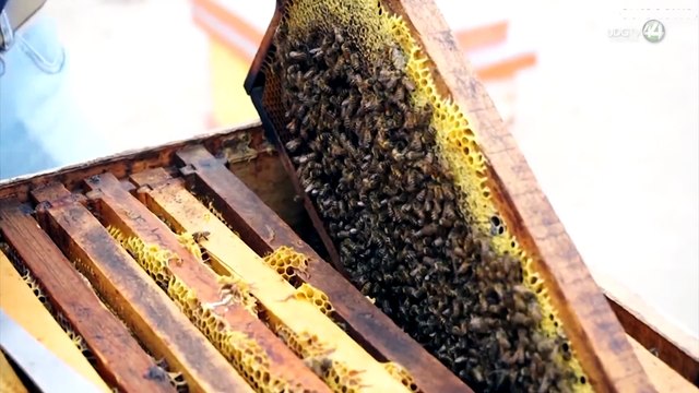 Apicultores alzan la voz por mortandad de colmenas en Día de la Abeja