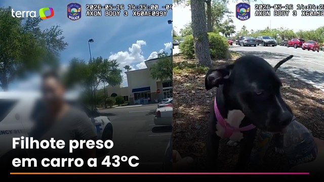 Mulher é presa por maus-tratos após deixar cachorro trancado em carro sob temperatura de 43°C