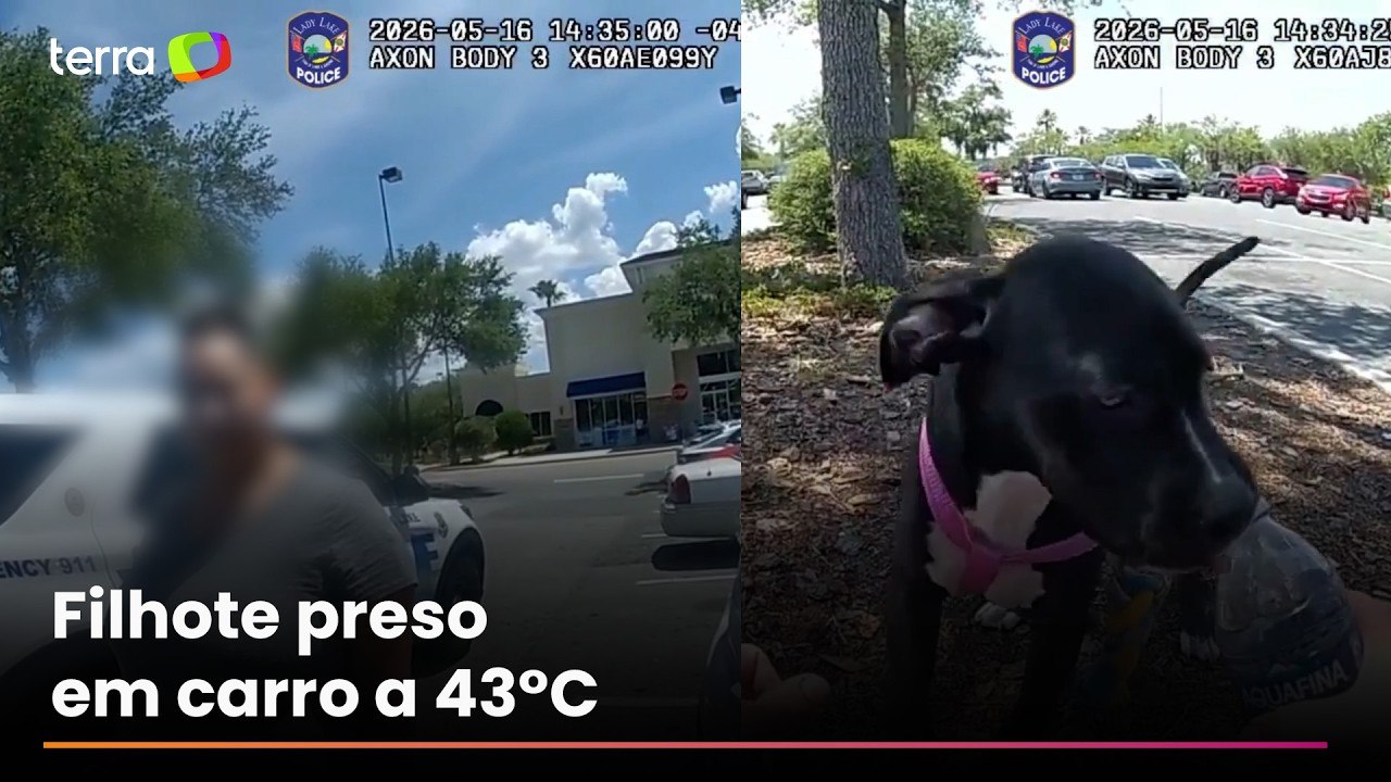 Mulher é presa por maus-tratos após deixar cachorro trancado em carro sob temperatura de 43°C