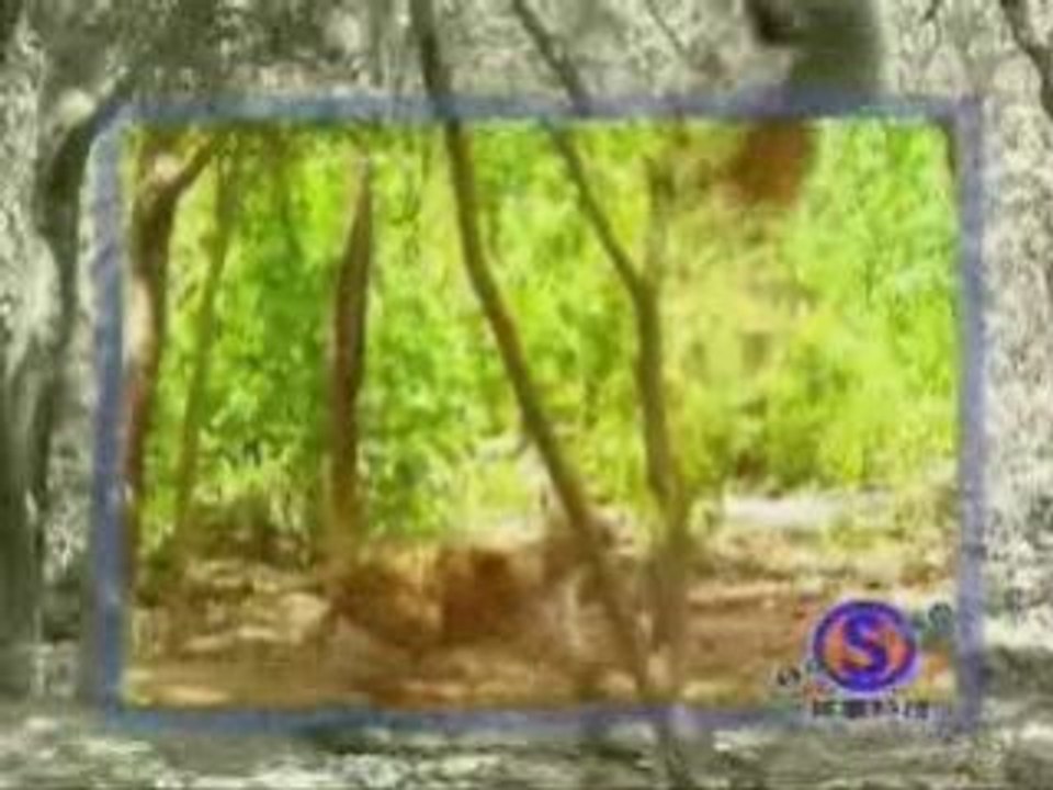 SINGE VS TIGRE