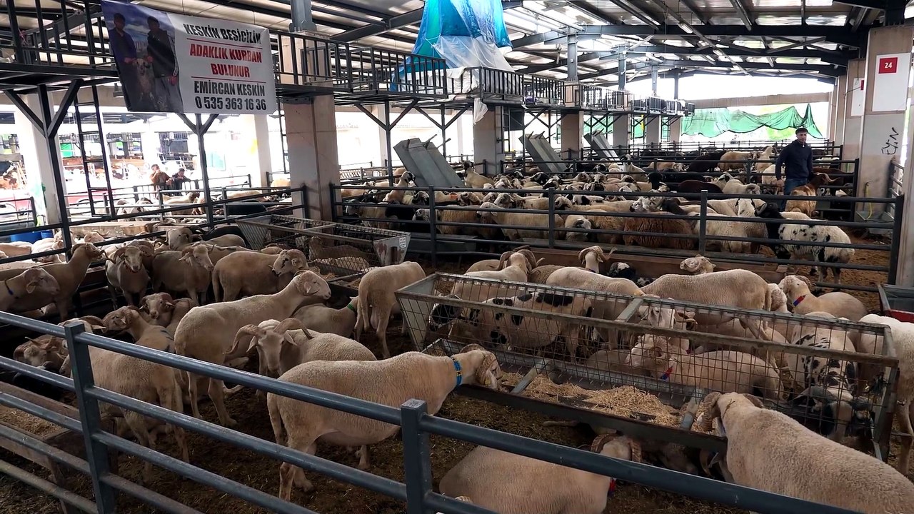 Başkan Aydın Kurban Pazarında Yetiştiriciler ve Vatandaşlarla Buluştu