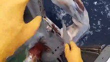 We’re on the boat with @yuukamalu who shows us how to catch and clean giant squid 🦑🤯