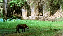 Nature - Season 44 Episode 13 - Legendary Tigers of India