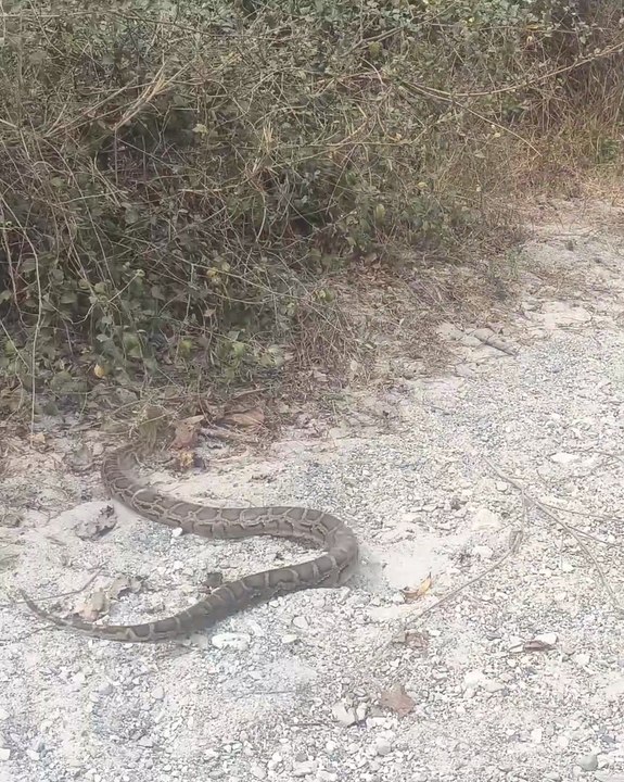Burmese python release