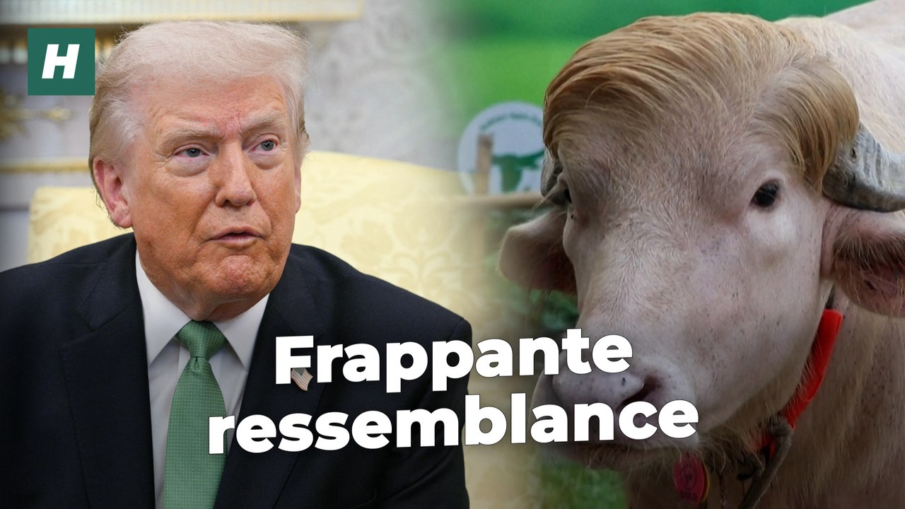 La notoriété de ce buffle bangladais « sosie » de Trump n’est pas sans conséquence