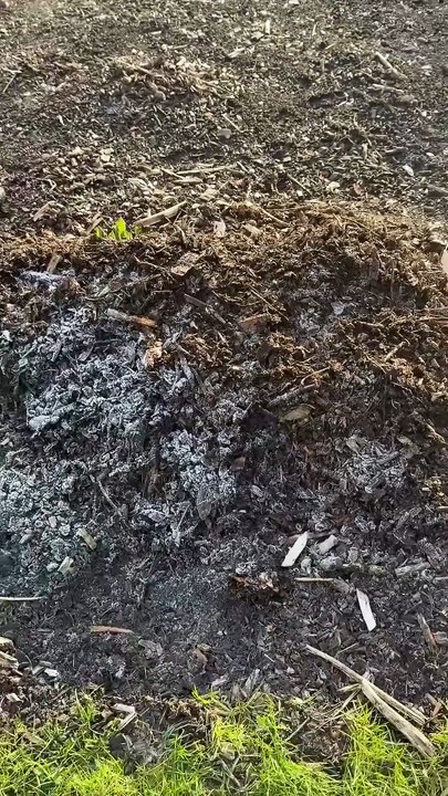 3 idées pour le potager en hiver : Dahlias, chou-fleur et cerfeuil en culture sans bêchage