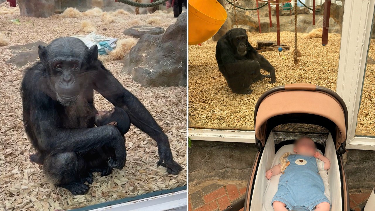 Chimp And Human Share Incredible Motherly Connection | Happily TV