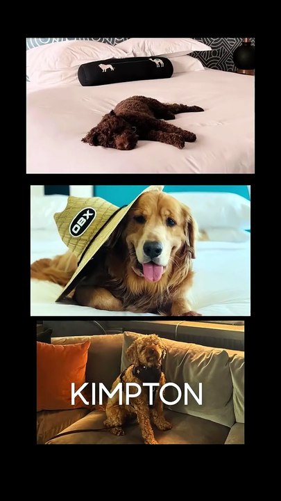 Pet Stay at Kimpton