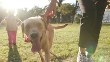 Four Dogs A Day Stolen As Owners Warned To Stay Vigilant