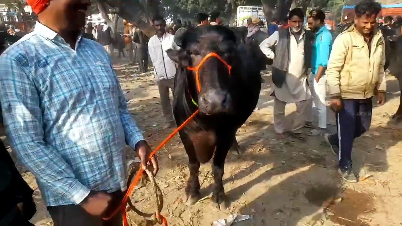 Bilaspur Mandi Pashu Bajar | pashu mandi | Bilaspur Mandi