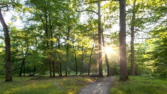 Forest floor sounds reveal forest health.