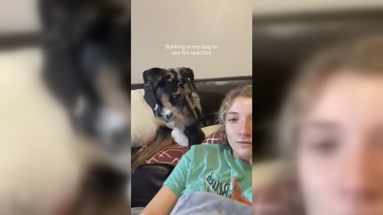 Owner Barks at Dog and Gets Most Dramatic Reaction Possible